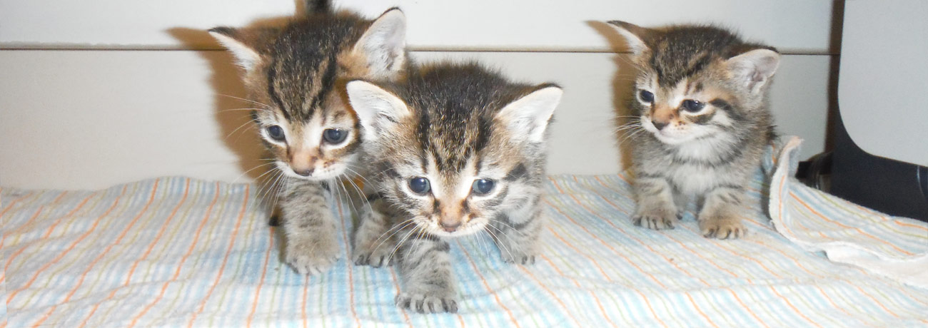 Join our Kitten Brigade!