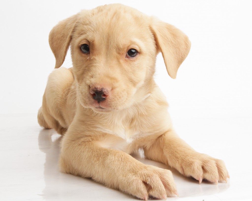 Ottawa Humane Society Dog Obedience