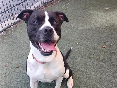 Where Can I Put My Dog Up for Adoption: Top Trusted Options