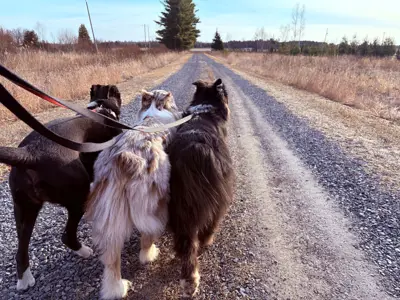 Three leashed dogs walking a gravel path.