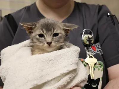 Veterinary technician holding grey kitten in a towel.