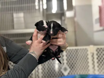 Two puppies held in a person's hands