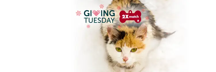 Tortie cat sitting in the snow