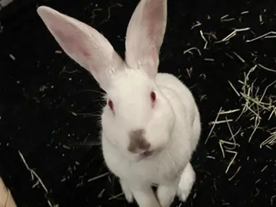 White bunny in an enclosure