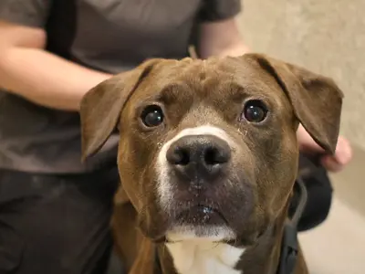 Dog with humane society staff member