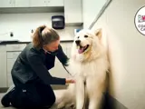A veterinarian examines a large, white dog. 