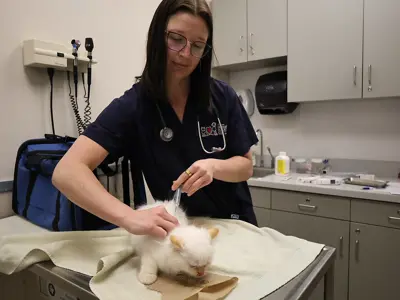 Vet treating an animal