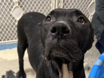 A black and white dog