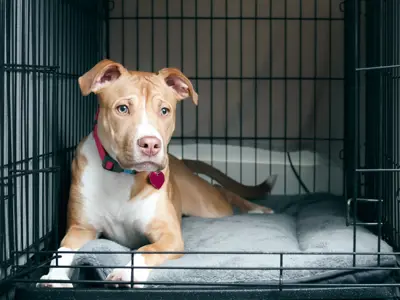 How Long Should a Dog Be in a Kennel: Expert Tips for Safety