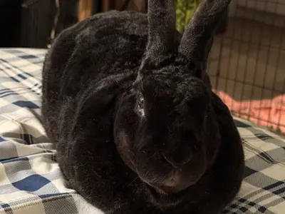Black bunny laying down, facing the camera.