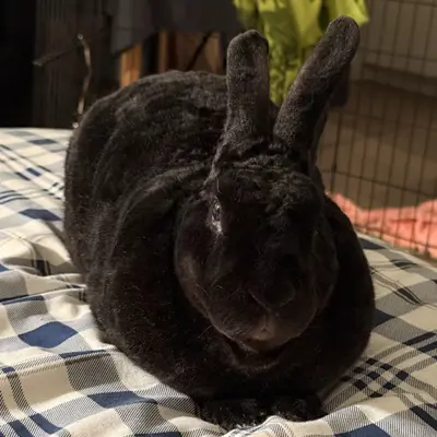 Black bunny laying down, facing the camera.