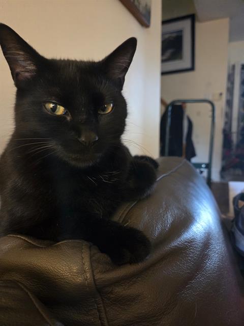 What Do I Need to Adopt a Cat: Essential Tips for New Pet Parents