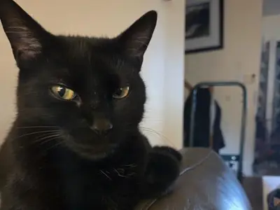 What Do I Need to Adopt a Cat: Essential Tips for New Pet Parents