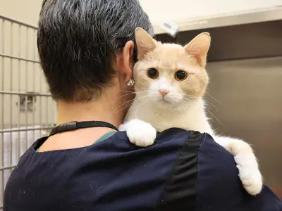 Woman holding an orange tabby cat