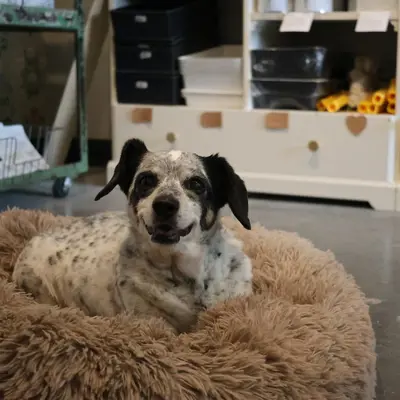 Dog resting on a bed in a local beauty store.