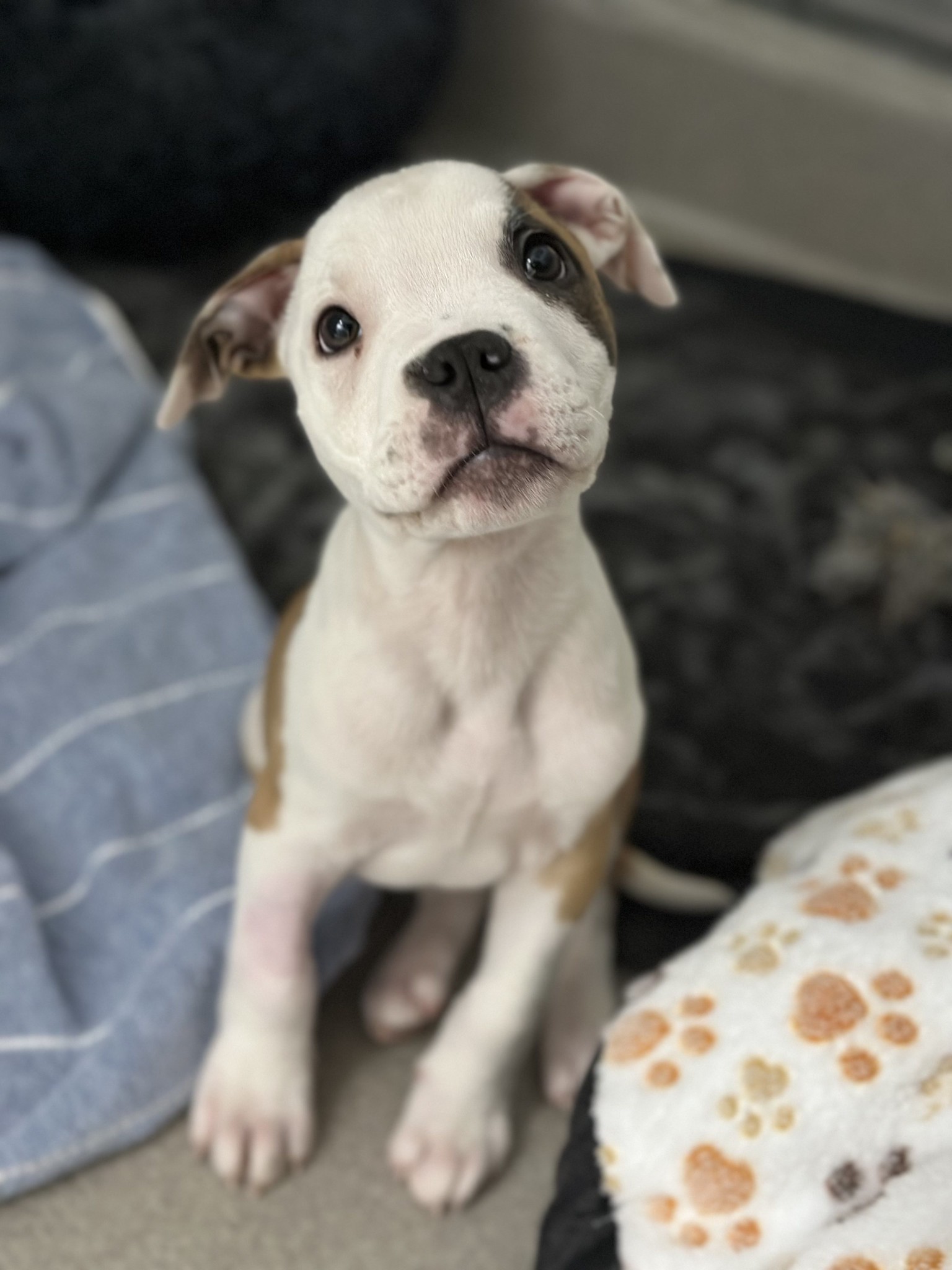 Brown and white puppy