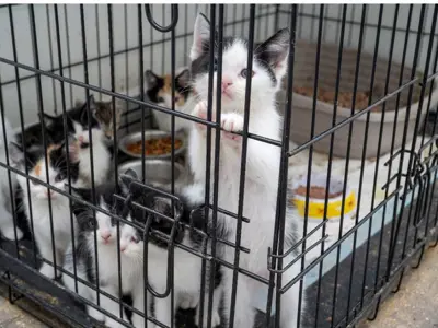 Kittens in a crate