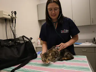 Veterinarian examining a cat with a stethoscope