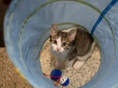 Is a Health Necessary to Travel to Canada Cat: Essential Guide