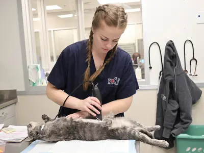 Woman shaving a cat's belly