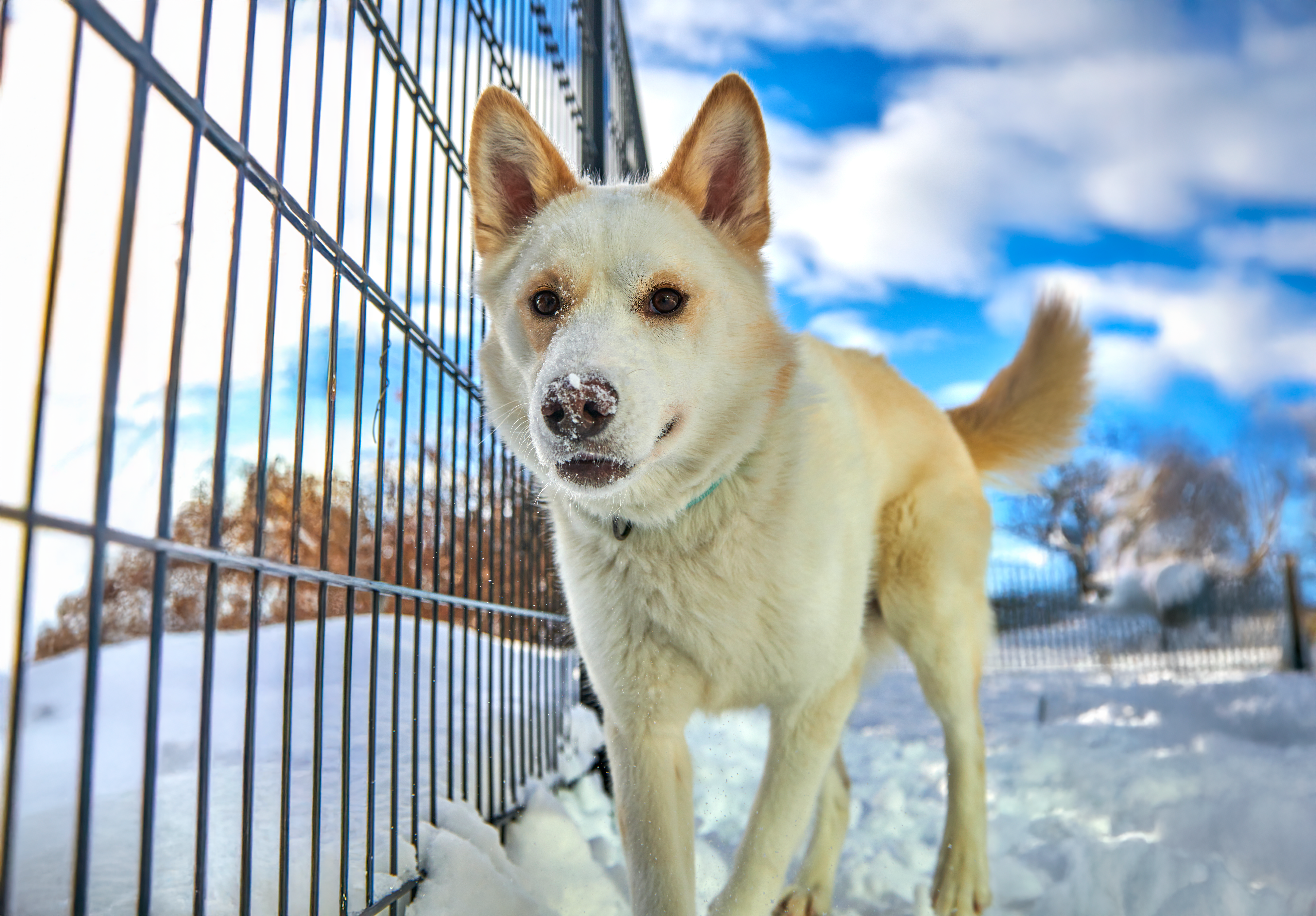White husky dog stands in the snow next to a fence, looking at the camera