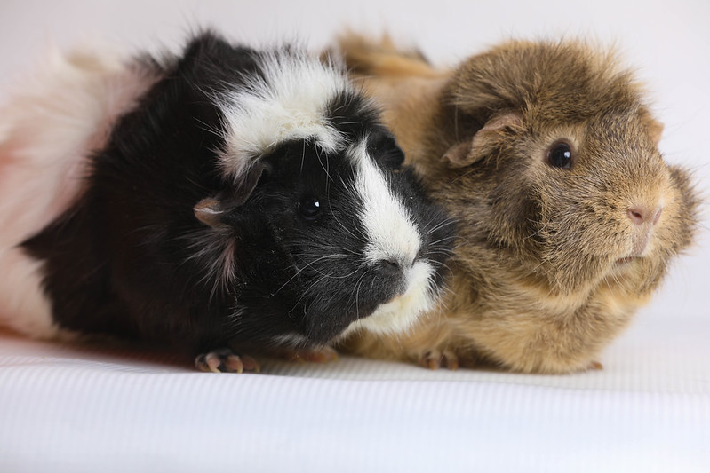 Two Guinea pigs resting on a rug.