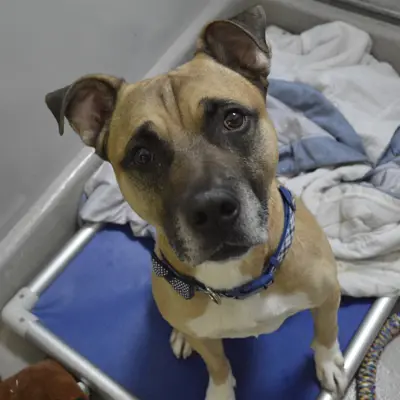 Tan and black dog sitting and looking up at the camera