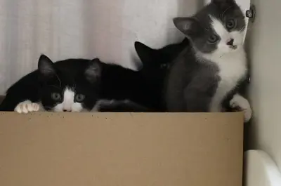 Kittens and their mother sitting on a cardboard box.