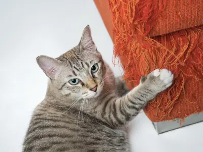 Normal Cat Behaviour: Understanding Your Feline’s True Nature