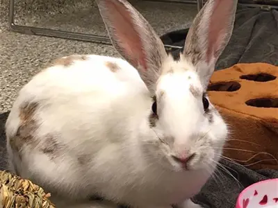 Rabbit facing the camera