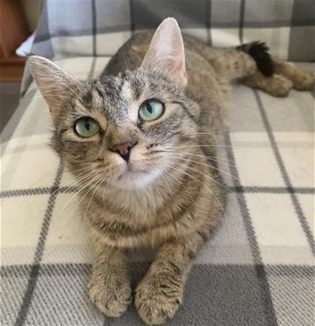 How Much Does a Cat Adoption Cost: Uncover True Expenses Today