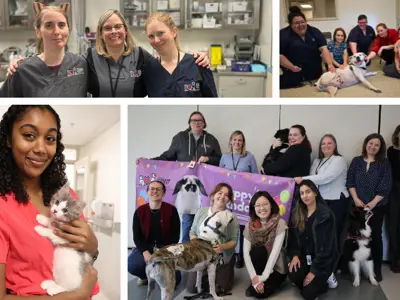 Collage of OHS workers