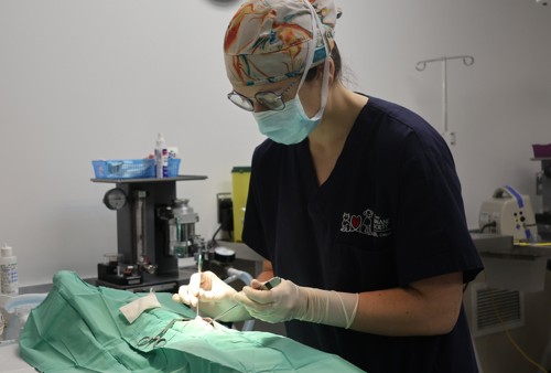 OHS veterinarian performs surgery