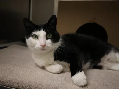 How Old is to Old to Breeda Cat: Expert Tips for Safe Breeding