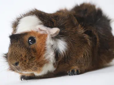 Guinea pig