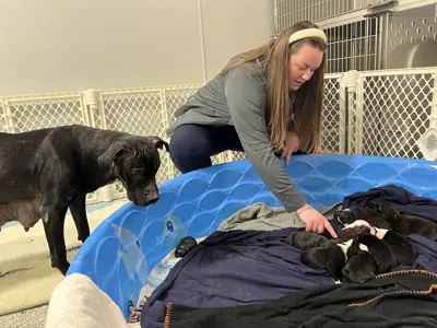 A mother dog watching as a vet cares for her pups