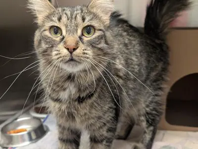 How Much Does a Cat Adoption Cost: Uncover True Expenses Today