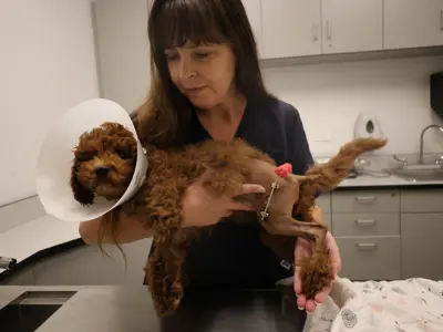 Vet caring for a dog with a pin in its leg. 